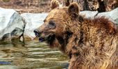Летний досуг обитателей Киевского зоопарка. Фото | Фото 6