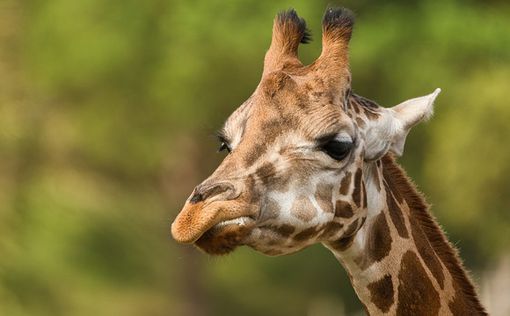 Уникальный жираф выявлен в Африке