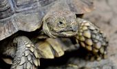 Самые известные черепахи Украины переехали на летнюю фазенду. Фото | Фото 7