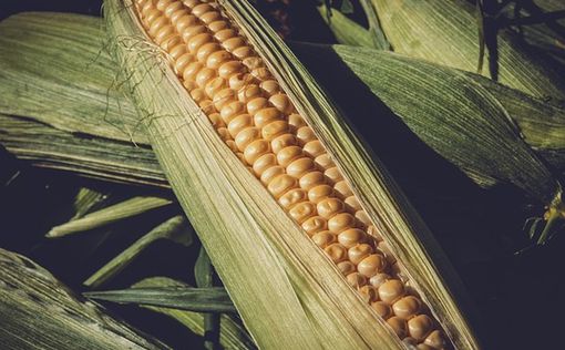 В Европу доставили украинскую кукурузу