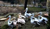 Пеликаны возвращаются на озеро – в Украину пришла весна! Фото | Фото 6