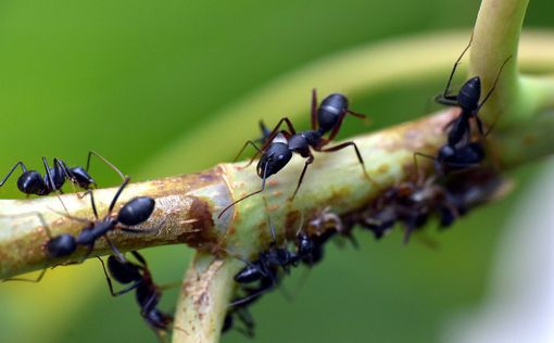 "Как Сатана": фото муравья крупным планом вызвало кошмары у людей