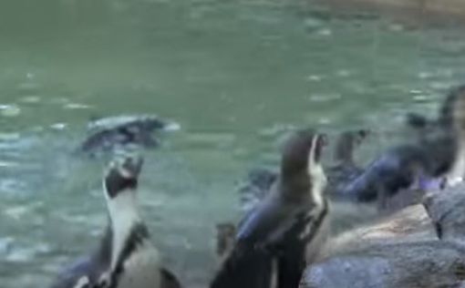 Малярия убила 50 пингвинов в зоопарке Уэст-Мидлендс