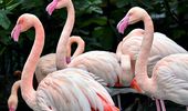 Сезонный отдых фламинго открыт! Фото, видео | Фото 9