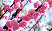 Бегемотик Лили – особый "цветочек" апрельского Киевзоо. Фото | Фото 1