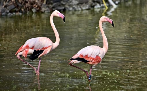 Розовые фламинго снова на своих летних озерах. Фото
