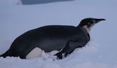 Императорский пингвин заглянул к "Академику Вернадскому". Фото | Фото 9