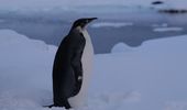 Императорский пингвин заглянул к "Академику Вернадскому". Фото | Фото 8