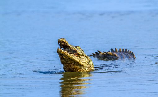 Австралия: крокодил утащил в море купающуюся женщину