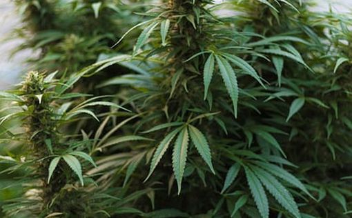 С 1 августа в Миннесоте легализуют марихуану