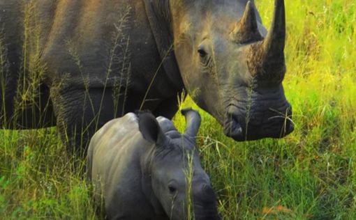 Носорогов защитят от браконьеров при помощи радиации