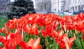 В Киеве начинают расцветать тюльпаны: перечень локаций | Фото 3