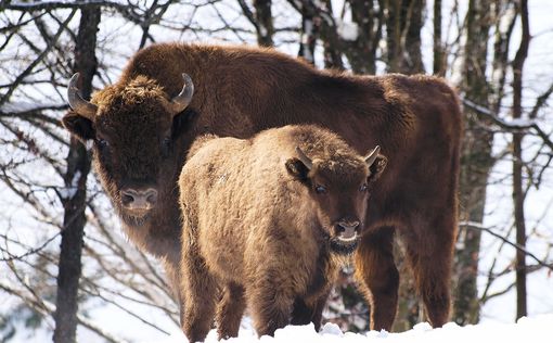 Зверье наше: самое большое стадо бизонов и спасенные кольцехвостые лемуры. Видео | Фото: pixabay.com