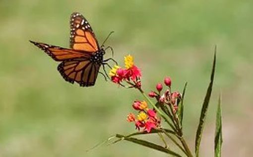 Под угрозой: бабочки-монархи попали в список исчезающих видов