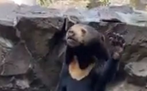 "Человекоподобный" медведь вызвал бум посетителей в китайском зоопарке - видео