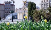 В Киеве начинают расцветать тюльпаны: перечень локаций | Фото 2