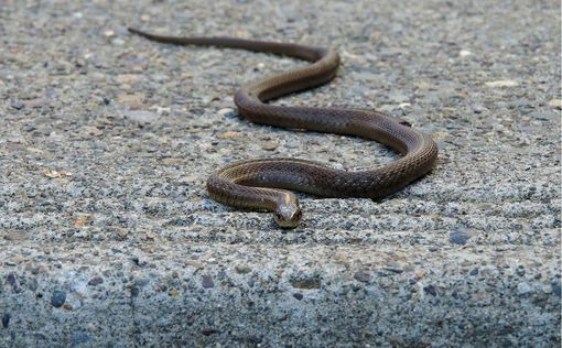 Киянам додають жаху змії: чи варто чекати на "навалу" і як захиститися | Фото: pixabay.com