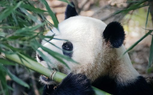 Туристов наказали за то, что они обижали панд
