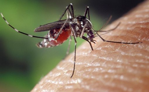 Ученые: комаров больше всего привлекает запах подмышек