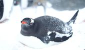 Хорошие новости в "Вернадского": пингвины готовятся к пополнению. Фото | Фото 1