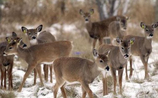 В Айове сотни белохвостых оленей заражены SARS-CoV-2