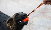 Як проходять тренування у службових собак. Фото, відео | Фото 4