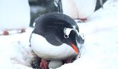 Хороші новини з "Вернадського": пінгвіни готуються до поповнення. Фото | Фото 1