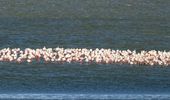 Чудо природы: в "Тузловские лиманы" прилетели тысячи розовых фламинго. Фото | Фото 1