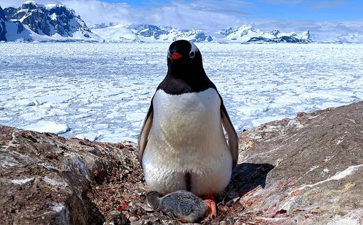 У "Вернадского" вылупился первый пингвиненок!