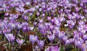 Цветущее Закарпатье: где искать поляны крокуса. Фото | Фото 4
