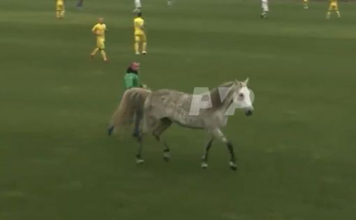 Две собаки и лошадь пытались сорвать футбольный матч Украина-Италия