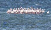 На озера Одесщины вернулись сотни розовых фламинго. Фото | Фото 2