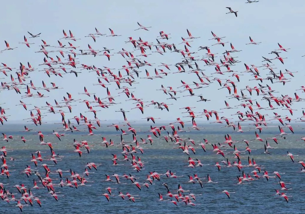 Чудо природы: в "Тузловские лиманы" прилетели тысячи розовых фламинго. Фото