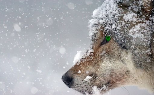 Фотограф дикой природы попал в окружение 13 волков и снял потрясающее видео