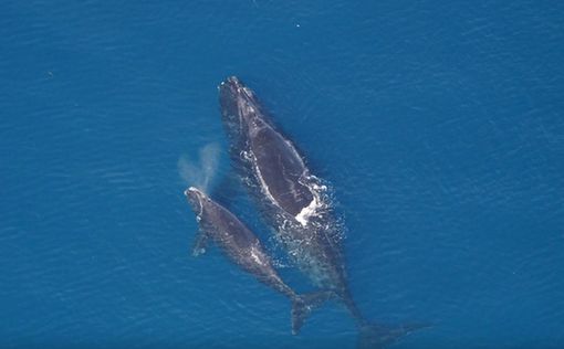 Видео: у побережья Мексики заметили горбатых китов