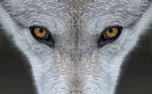 В Австрии запретили отстреливать волков