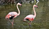 Розовые фламинго снова на своих летних озерах. Фото | Фото 8