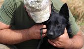 Служба собак-саперов в "Стальной границе". Фото | Фото 1