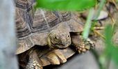 Самые известные черепахи Украины переехали на летнюю фазенду. Фото | Фото 6