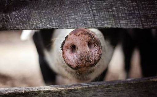 Дания: Крупнейший производитель свинины пытается отказаться от употребления мяса