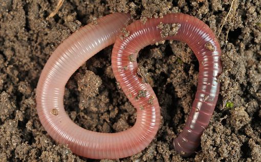 В Британии будут разводить червей ради спасения планеты