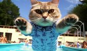 Хочу быть котиком: нейросеть показала котов в отпуске. Фото | Фото 3
