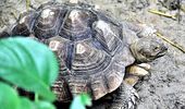 Самые известные черепахи Украины переехали на летнюю фазенду. Фото | Фото 5