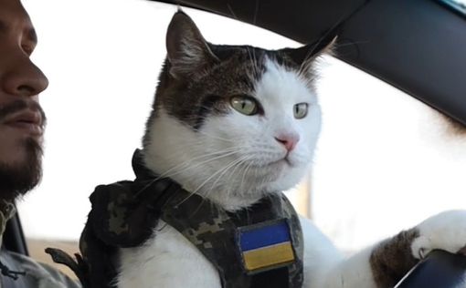 Politico написало о военных котах на украинском фронте