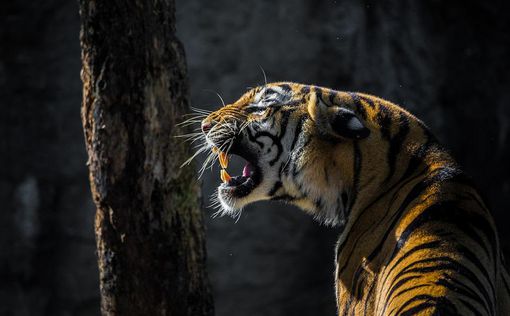 Мать спасла 15-месячного сына, сражаясь с тигром голыми руками