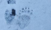 Теплая зима разбудила карпатских медведей | Фото 2