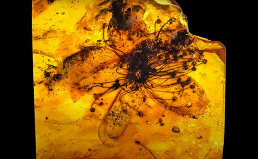В янтаре нашли древний цветок возрастом более 33 миллионов лет