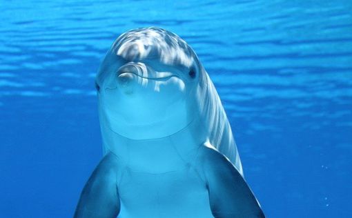 В Японии дельфины стали чаще нападать на людей