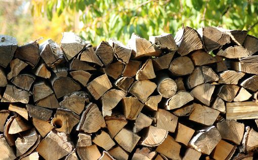 В Украине внедряют проект по закупке древесины через Prozorro