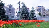 У Києві починають квітнути тюльпани: перелік локацій | Фото 3